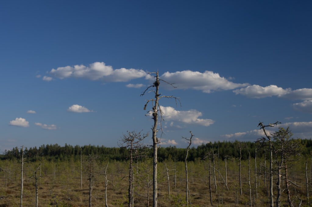 20160506-Meenikunno-24
